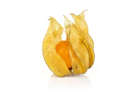 One whole fresh orange physalis with husk isolated on white backgroundの写真素材