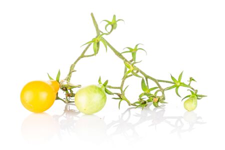Group of three whole fresh yellow pear tomato isolated on white backgroundの写真素材