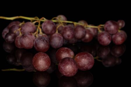 Lot of whole fresh purple grape rose isolated on black glassの写真素材