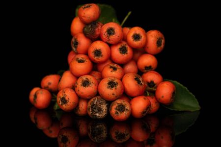 Lot of whole wild orange rowanberry cluster isolated on black glassの写真素材