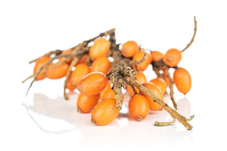 Lot of whole fresh ripe orange sea buckthorn berry isolated on white backgroundの写真素材