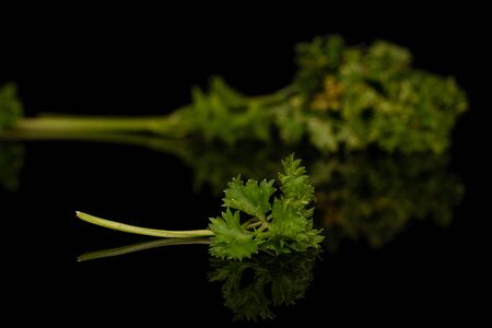Group of one whole one piece of fresh green parsley front focus isolated on black glassの写真素材