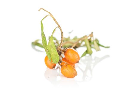 Group of four whole ripe orange sea buckthorn berry isolated on white backgroundの写真素材