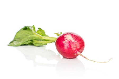 One whole fresh red radish isolated on white backgroundの写真素材