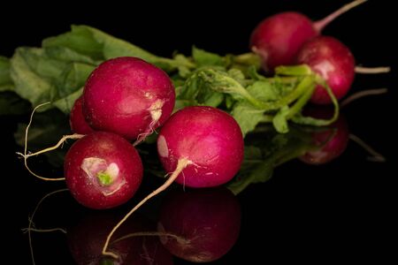 Group of five whole fresh red radish isolated on black glassの写真素材