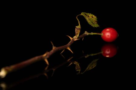 One whole fresh red rosehip back focus isolated on black glassの写真素材