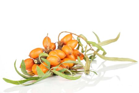 Lot of whole ripe orange sea buckthorn berry bunch isolated on white backgroundの写真素材