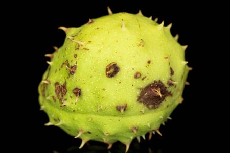 One whole unpeeled autumnal green chestnut isolated on black glassの写真素材