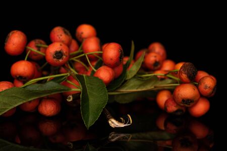 Lot of whole wild orange rowanberry cluster isolated on black glassの写真素材