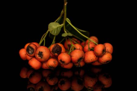 Lot of whole wild orange rowanberry isolated on black glass