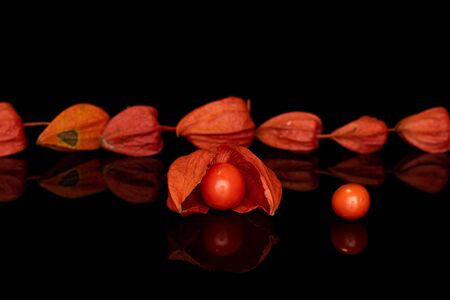 Group of nine whole fresh orange physalis isolated on black glassの写真素材