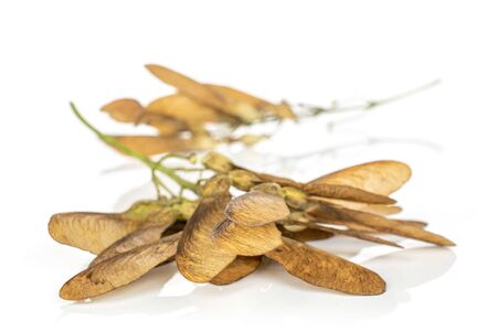 Lot of whole brown winged achene samara heap isolated on white backgroundの写真素材
