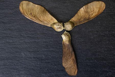 Group of three whole brown winged achene samara flatlay on grey stone