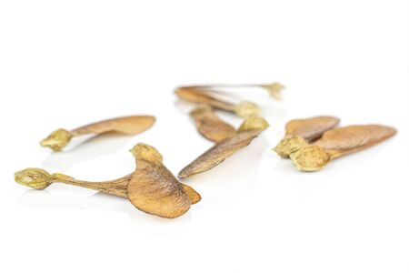 Lot of whole disordered brown winged achene samara isolated on white background