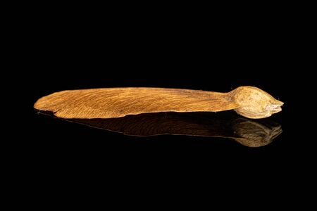 One whole brown winged achene samara isolated on black glass