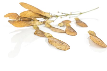 Lot of whole disordered brown winged achene samara isolated on white backgroundの写真素材