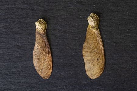 Group of two whole brown winged achene samara flatlay on grey stoneの写真素材