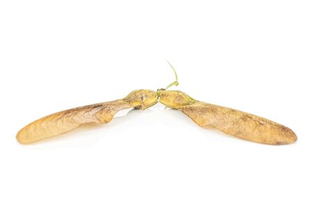 Group of two whole brown winged achene samara isolated on white background