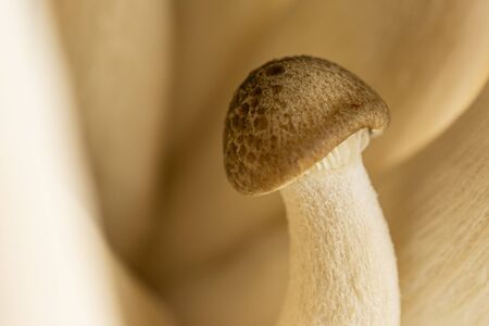 One whole fresh brown buna shimeji mushroom macro isolated