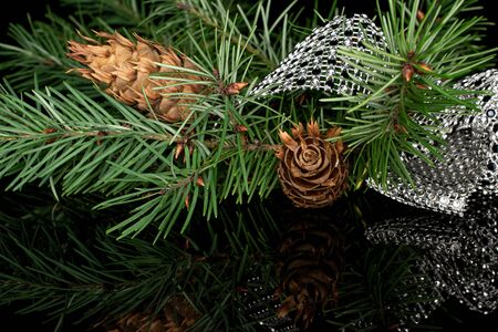 Lot of whole christmas green branch spruce two cones with gleaming ribbon isolated on black glassの写真素材
