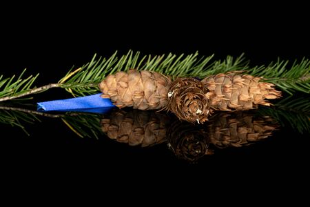 One whole christmas green branch spruce with blue ribbon isolated on black glassの写真素材