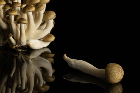 Lot of whole fresh brown buna shimeji mushroom one is in the front and the rest is in cluster isolated on black glassの写真素材