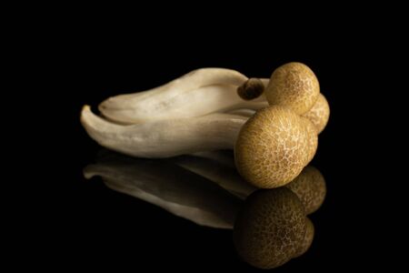 Group of four whole fresh brown buna shimeji mushroom isolated on black glassの写真素材