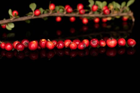 Lot of whole wild red rowanberry in row isolated on black glassの写真素材