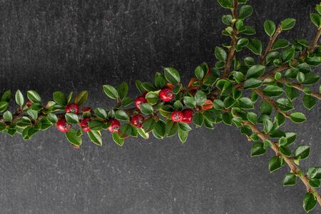Lot of whole wild red rowanberry flatlay on grey stoneの写真素材