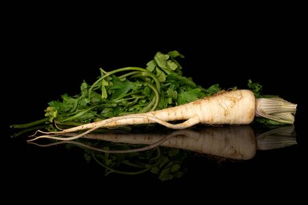 One whole hamburg white parsley root with leaves isolated on black glassの写真素材