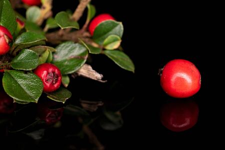 Group of five whole wild red rowanberry isolated on black glass