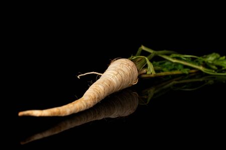 One whole hamburg white parsley root isolated on black glassの写真素材