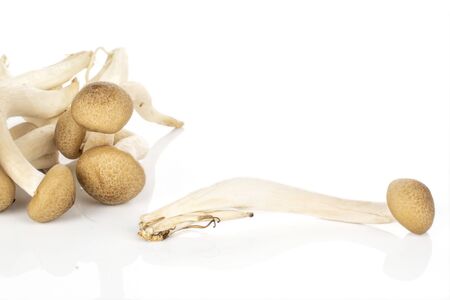 Lot of whole fresh shimeji brown mushroom isolated on white background