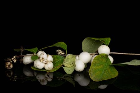 Lot of whole white snowberry cluster isolated on black glassの写真素材