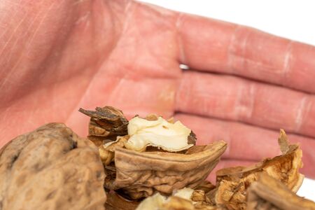 Lot of pieces of fresh brown walnut with wrist isolated on white backgroundの写真素材