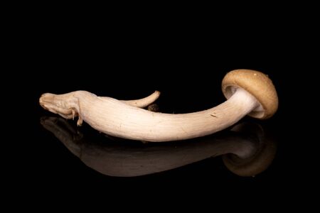 One whole shimeji brown mushroom isolated on black glass