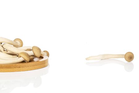 Lot of whole raw shimeji brown mushroom on round bamboo coaster isolated on white background