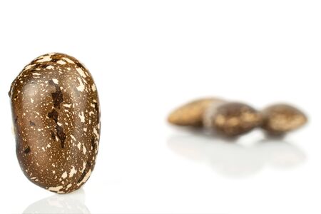 Group of four whole speckled brown bean pinto one in focus isolated on white backgroundの写真素材