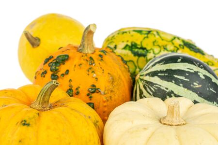 Group of six whole beautiful decorative gourd isolated on white backgroundの写真素材