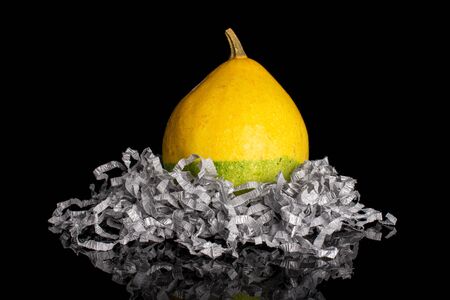 One whole beautiful decorative gourd with gray crepe paper isolated on black glass