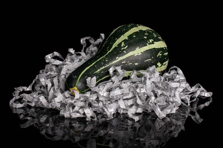 One whole beautiful decorative gourd with gray crepe paper isolated on black glassの写真素材