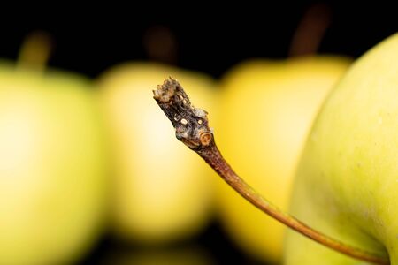 One whole green delicious apple in focus isolated on black glassの写真素材