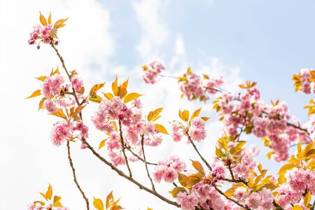 Pink blooming branches with blue skyの写真素材
