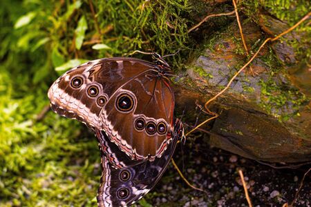 Tropical brown butterfly close-up on stone in nature