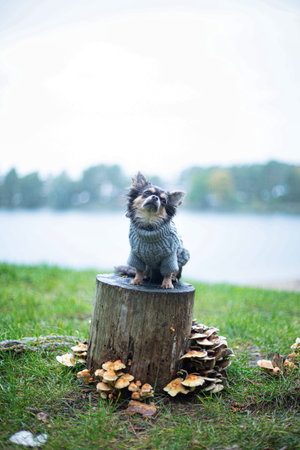 A little dog in grey clothes sitting with lake behind on the stumpの写真素材