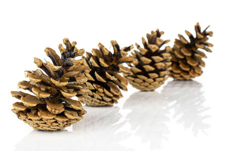 Group of four whole beautiful pine cone in diagonal isolated on white background