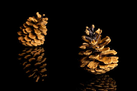 Group of two whole beautiful pine cone in diagonal isolated on black glassの写真素材