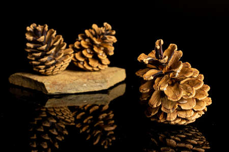Group of three whole beautiful pine cone on flat rock isolated on black glassの写真素材