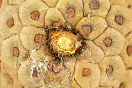 One whole beautiful pine cone in closeupの写真素材