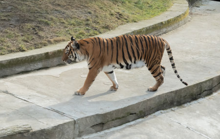 Wild Tiger walking in zoo